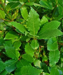 Bay Leaf Tree Live Plant - Laurus Nobilis - Edible Herb, 12-14 Inches Tall - Image 5