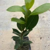 Bay Leaf Tree Live Plant - Laurus Nobilis - Edible Herb, 12-14 Inches Tall - Image 1
