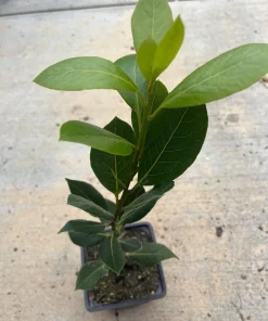 Bay Leaf Tree Live Plant - Laurus Nobilis - Edible Herb, 12-14 Inches Tall - Image 1