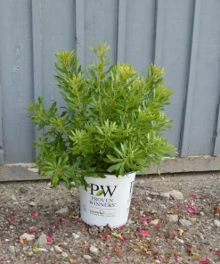 Bayside Bonito Southern Wax Myrtle Live Plant – Myrica cerifera – 4