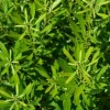 Bayside Bonito Southern Wax Myrtle Live Plant – Myrica cerifera – 4" Pot - Image 1