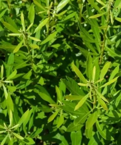 Bayside Bonito Southern Wax Myrtle Live Plant – Myrica cerifera – 4
