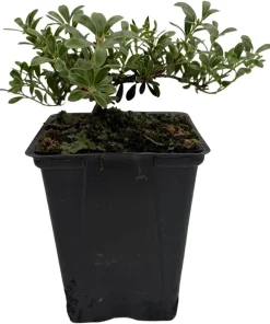Bearberry Live Plant - Arctostaphylos uva-ursi - Quart Pot - Outdoor - Image 2