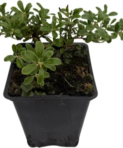 Bearberry Live Plant - Arctostaphylos uva-ursi - Quart Pot - Outdoor - Image 3