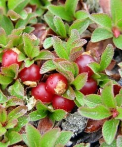 Bearberry Live Plant - Arctostaphylos uva-ursi - Quart Pot - Outdoor - Image 4