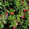 Bearberry Live Plant - Arctostaphylos uva-ursi - Quart Pot - Outdoor - Image 1