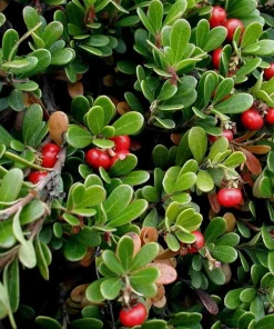 Bearberry Live Plant - Arctostaphylos uva-ursi - Quart Pot - Outdoor - Image 1