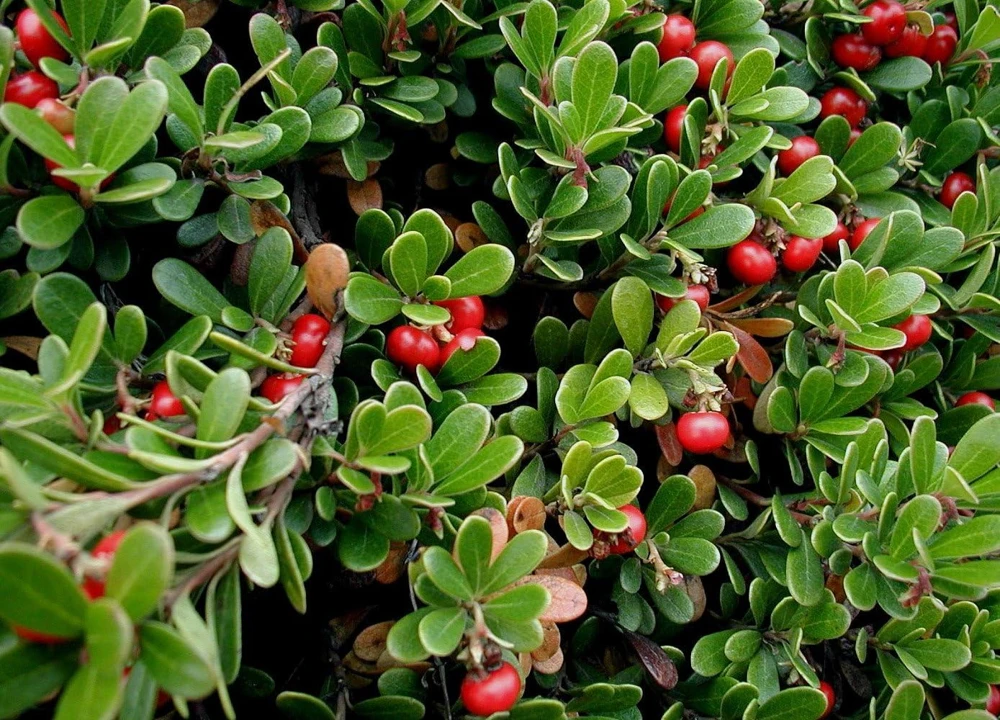Bearberry Live Plant - Arctostaphylos uva-ursi - Quart Pot - Outdoor - Image 1