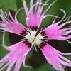 Bearded 'Spooky Mix' Dianthus Seeds - 100 Seeds - Fringed, Fragrant Perennial - Image 1