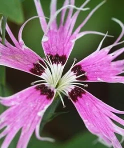 Bearded 'Spooky Mix' Dianthus Seeds - 100 Seeds - Fringed, Fragrant Perennial - Image 1