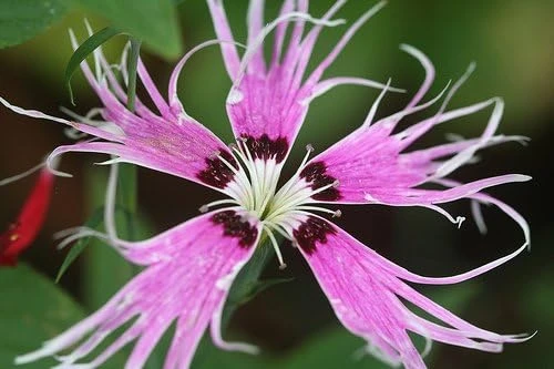Bearded 'Spooky Mix' Dianthus Seeds - 100 Seeds - Fringed, Fragrant Perennial - Image 1