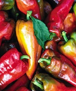 Beaver Dam Pepper Seeds - Mildly Hot Heirloom Pepper - 20 Seeds - Image 2