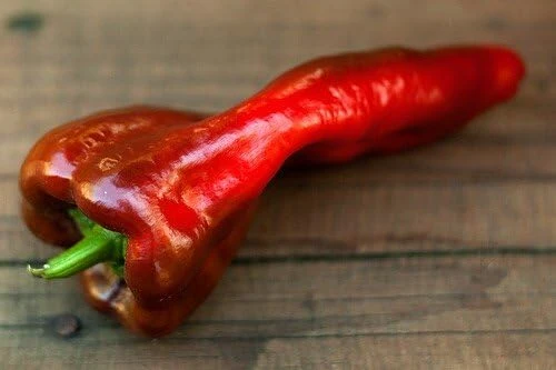 Beaver Dam Pepper Seeds - Mildly Hot Heirloom Pepper - 20 Seeds - Image 1