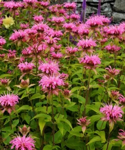 Bee Balm Mix Seeds - Monarda Didyma Mixed Colors Scarlet, Red, Pink, Purple, Salmon - 25 Seeds - Image 10