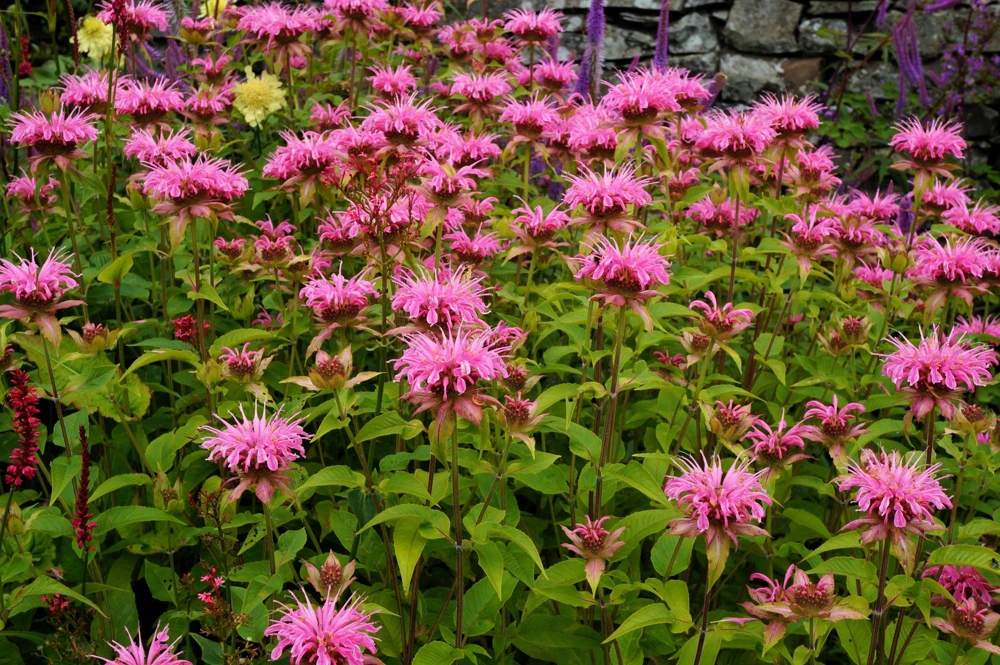 Bee Balm Mix Seeds - Monarda Didyma Mixed Colors Scarlet, Red, Pink, Purple, Salmon - 25 Seeds - Image 10