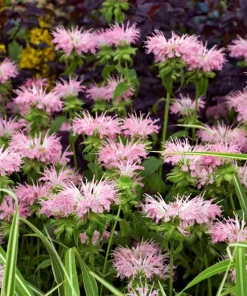 Bee Balm Mix Seeds - Monarda Didyma Mixed Colors Scarlet, Red, Pink, Purple, Salmon - 25 Seeds - Image 11