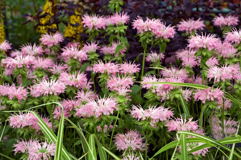 Bee Balm Mix Seeds - Monarda Didyma Mixed Colors Scarlet, Red, Pink, Purple, Salmon - 25 Seeds - Image 11