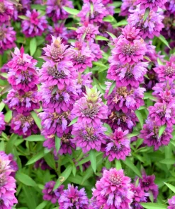 Bee Balm Mix Seeds - Monarda Didyma Mixed Colors Scarlet, Red, Pink, Purple, Salmon - 25 Seeds - Image 12