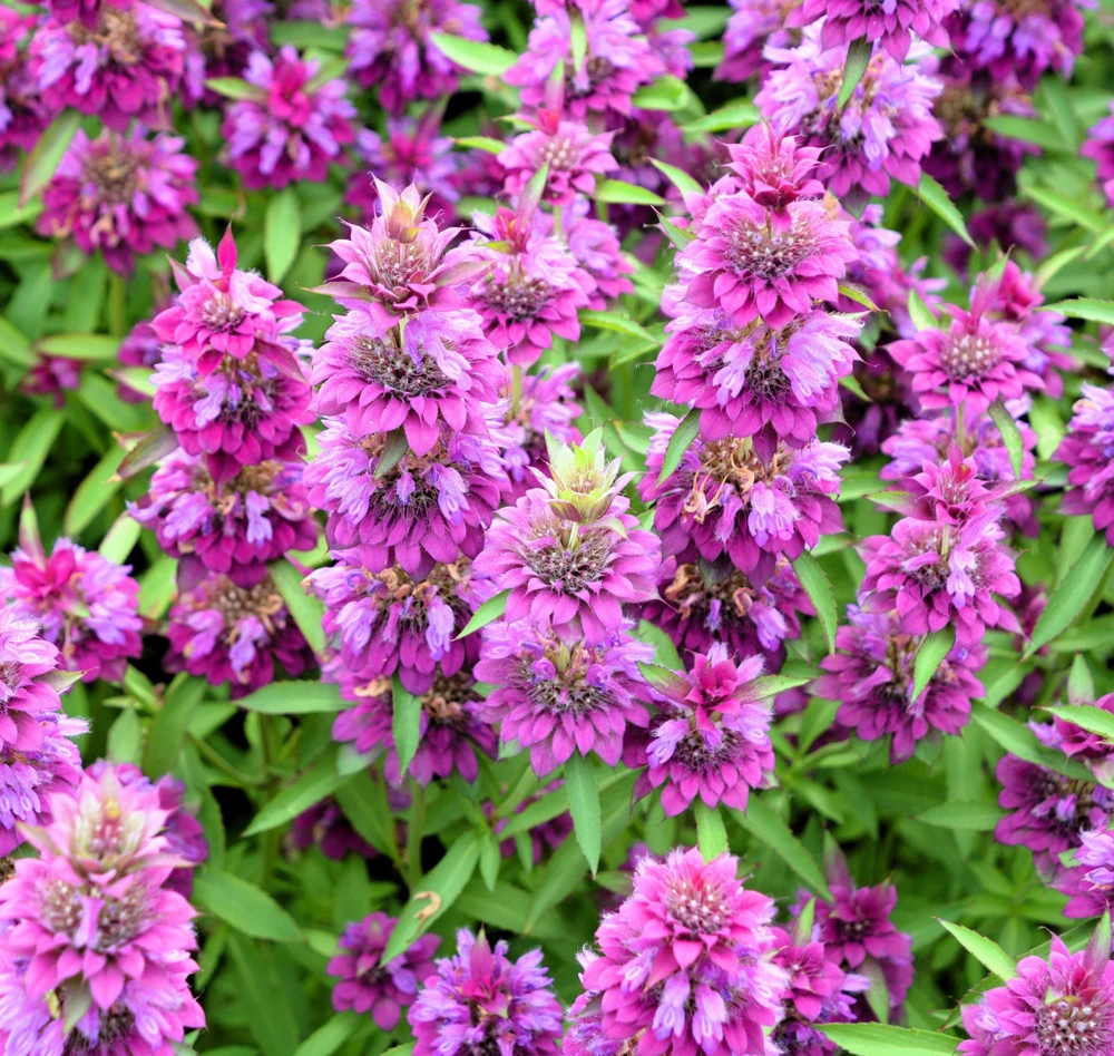 Bee Balm Mix Seeds - Monarda Didyma Mixed Colors Scarlet, Red, Pink, Purple, Salmon - 25 Seeds - Image 12
