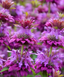 Bee Balm Mix Seeds - Monarda Didyma Mixed Colors Scarlet, Red, Pink, Purple, Salmon - 25 Seeds - Image 13