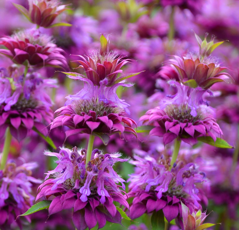 Bee Balm Mix Seeds - Monarda Didyma Mixed Colors Scarlet, Red, Pink, Purple, Salmon - 25 Seeds - Image 13