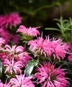 Bee Balm Mix Seeds - Monarda Didyma Mixed Colors Scarlet, Red, Pink, Purple, Salmon - 25 Seeds - Image 14