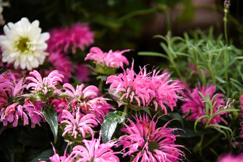 Bee Balm Mix Seeds - Monarda Didyma Mixed Colors Scarlet, Red, Pink, Purple, Salmon - 25 Seeds - Image 14