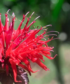 Bee Balm Mix Seeds - Monarda Didyma Mixed Colors Scarlet, Red, Pink, Purple, Salmon - 25 Seeds - Image 15