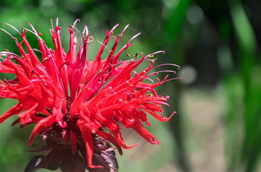 Bee Balm Mix Seeds - Monarda Didyma Mixed Colors Scarlet, Red, Pink, Purple, Salmon - 25 Seeds - Image 15