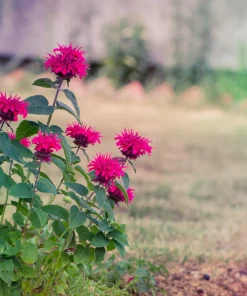 Bee Balm Mix Seeds - Monarda Didyma Mixed Colors Scarlet, Red, Pink, Purple, Salmon - 25 Seeds - Image 16