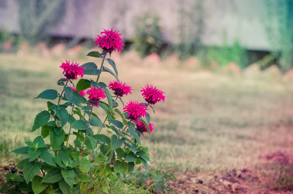 Bee Balm Mix Seeds - Monarda Didyma Mixed Colors Scarlet, Red, Pink, Purple, Salmon - 25 Seeds - Image 16