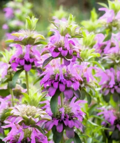Bee Balm Mix Seeds - Monarda Didyma Mixed Colors Scarlet, Red, Pink, Purple, Salmon - 25 Seeds - Image 17