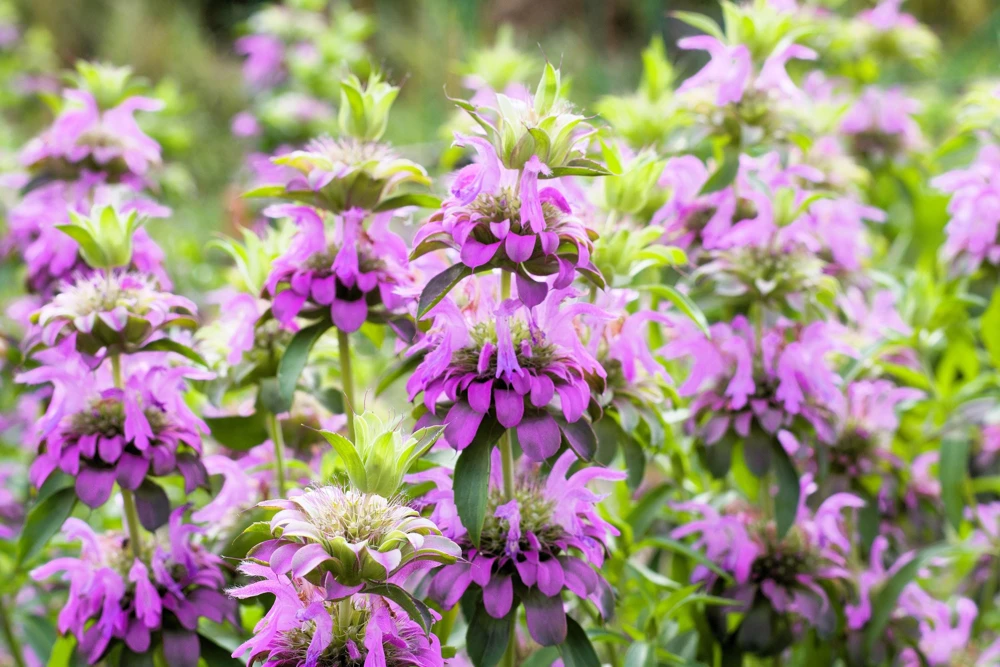 Bee Balm Mix Seeds - Monarda Didyma Mixed Colors Scarlet, Red, Pink, Purple, Salmon - 25 Seeds - Image 17