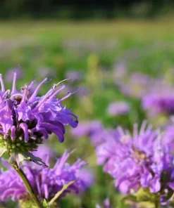 Bee Balm Mix Seeds - Monarda Didyma Mixed Colors Scarlet, Red, Pink, Purple, Salmon - 25 Seeds - Image 18