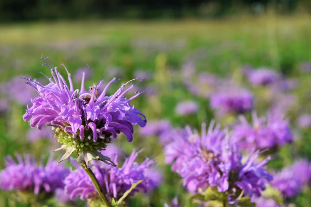 Bee Balm Mix Seeds - Monarda Didyma Mixed Colors Scarlet, Red, Pink, Purple, Salmon - 25 Seeds - Image 18