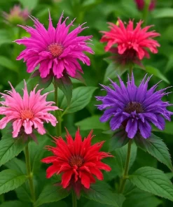 Bee Balm Mix Seeds - Monarda Didyma Mixed Colors Scarlet, Red, Pink, Purple, Salmon - 25 Seeds - Image 2