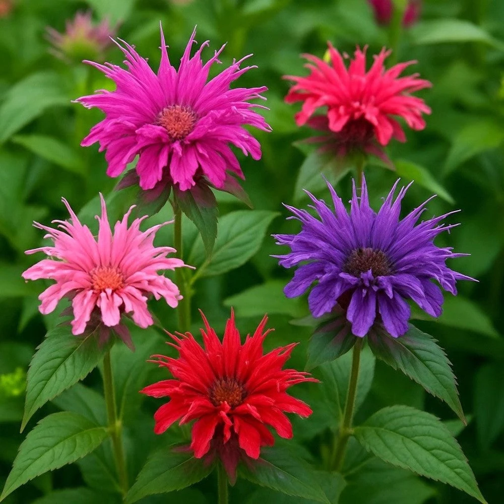 Bee Balm Mix Seeds - Monarda Didyma Mixed Colors Scarlet, Red, Pink, Purple, Salmon - 25 Seeds - Image 2