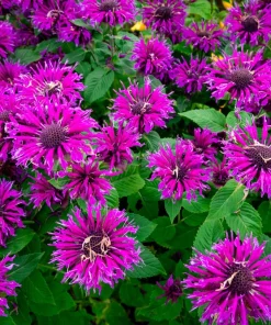 Bee Balm Mix Seeds - Monarda Didyma Mixed Colors Scarlet, Red, Pink, Purple, Salmon - 25 Seeds - Image 4
