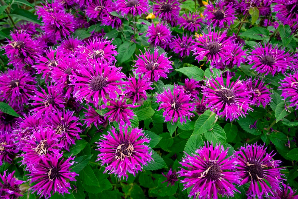 Bee Balm Mix Seeds - Monarda Didyma Mixed Colors Scarlet, Red, Pink, Purple, Salmon - 25 Seeds - Image 4