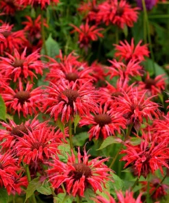 Bee Balm Mix Seeds - Monarda Didyma Mixed Colors Scarlet, Red, Pink, Purple, Salmon - 25 Seeds - Image 5