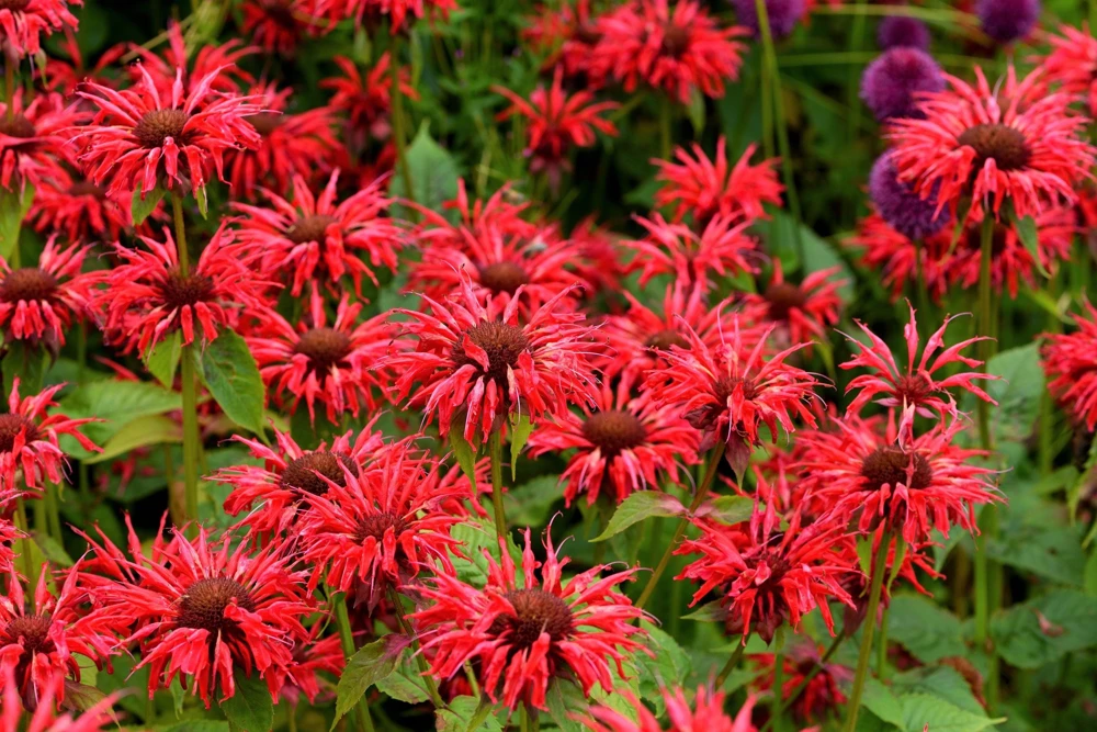 Bee Balm Mix Seeds - Monarda Didyma Mixed Colors Scarlet, Red, Pink, Purple, Salmon - 25 Seeds - Image 5