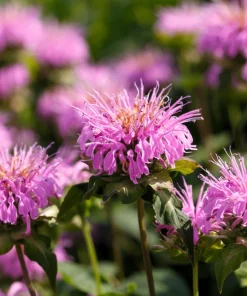 Bee Balm Mix Seeds - Monarda Didyma Mixed Colors Scarlet, Red, Pink, Purple, Salmon - 25 Seeds - Image 6