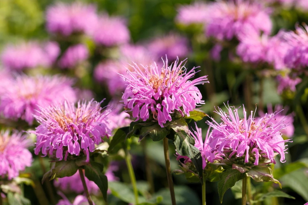 Bee Balm Mix Seeds - Monarda Didyma Mixed Colors Scarlet, Red, Pink, Purple, Salmon - 25 Seeds - Image 6