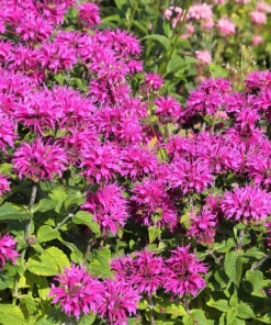 Bee Balm Mix Seeds - Monarda Didyma Mixed Colors Scarlet, Red, Pink, Purple, Salmon - 25 Seeds - Image 7