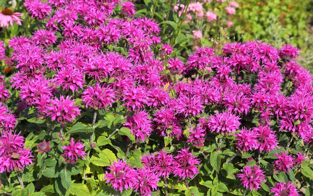 Bee Balm Mix Seeds - Monarda Didyma Mixed Colors Scarlet, Red, Pink, Purple, Salmon - 25 Seeds - Image 7