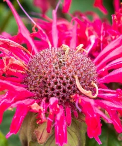Bee Balm Mix Seeds - Monarda Didyma Mixed Colors Scarlet, Red, Pink, Purple, Salmon - 25 Seeds - Image 8