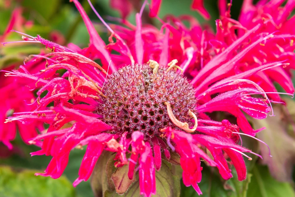 Bee Balm Mix Seeds - Monarda Didyma Mixed Colors Scarlet, Red, Pink, Purple, Salmon - 25 Seeds - Image 8