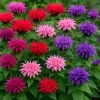 Bee Balm Mix Seeds - Monarda Didyma Mixed Colors Scarlet, Red, Pink, Purple, Salmon - 25 Seeds - Image 1