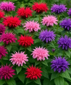 Bee Balm Mix Seeds - Monarda Didyma Mixed Colors Scarlet, Red, Pink, Purple, Salmon - 25 Seeds - Image 1