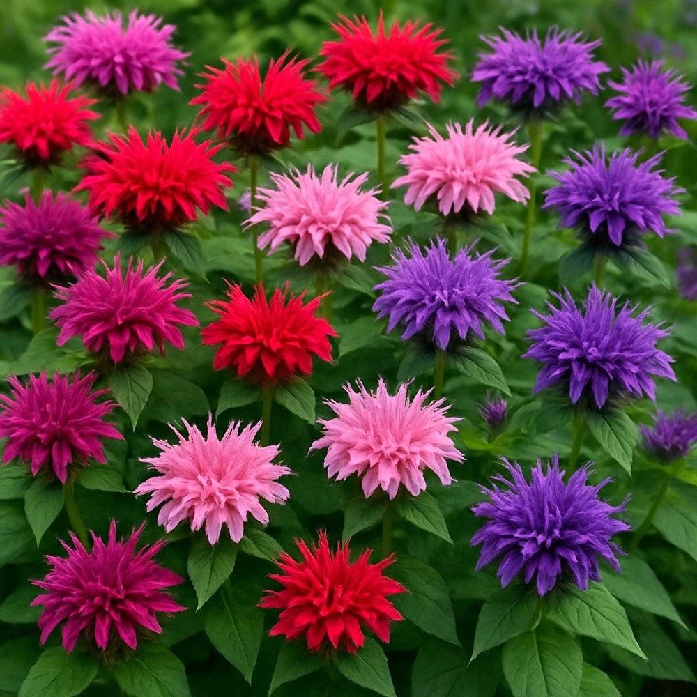 Bee Balm Mix Seeds - Monarda Didyma Mixed Colors Scarlet, Red, Pink, Purple, Salmon - 25 Seeds - Image 1
